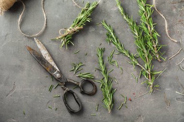 Gri arka plan üzerinde makasla taze kekik