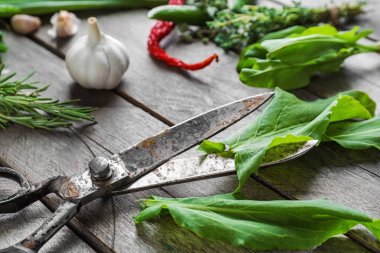 Ahşap arka plan üzerinde taze otlar makasla