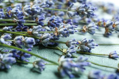 Açık renkli, closeup üzerinde güzel lavanta