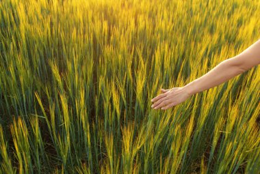 Buğday spikelets yeşil alana dokunmadan kadın