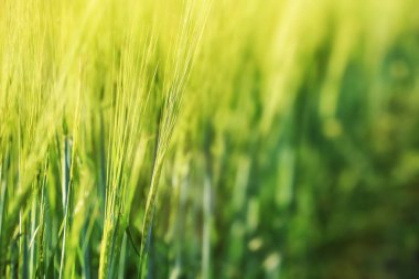 Buğday yeşil spikelets güneşli alanındaki