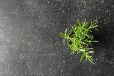 Gri tablo taze biberiye ile pota