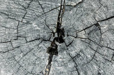 ağaç kütüğü, closeup dokusuna