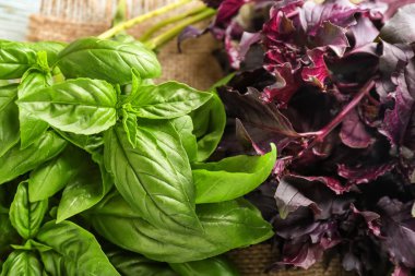 Farklı taze fesleğen, portre