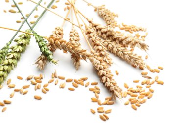 Buğday taneleri ile spikelets beyaz arka plan üzerinde