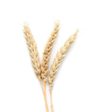 Beyaz arkaplanda buğday dikenleri