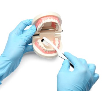 Çene modeli ve beyaz arka plan üzerinde diş fırçası diş hekimi