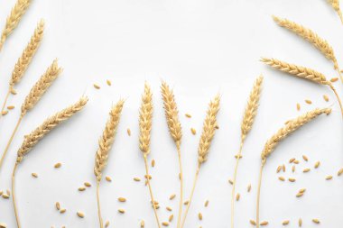 Buğday taneleri ile spikelets beyaz arka plan üzerinde