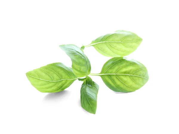 Fresh Green Basil White Background — Stock Photo, Image