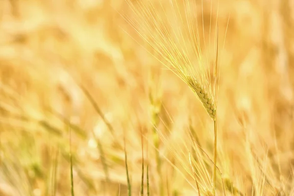 Wheat Ears Field Sunny Day — Stock Photo, Image