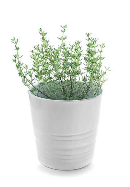 Groene Tijm Plant Pot Witte Achtergrond — Stockfoto