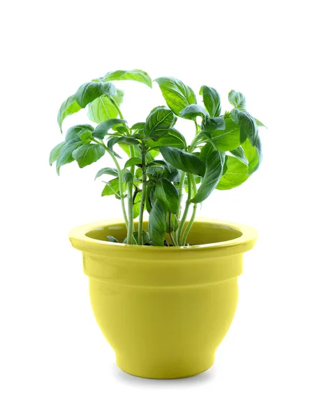 Albahaca Verde Maceta Sobre Fondo Blanco — Foto de Stock