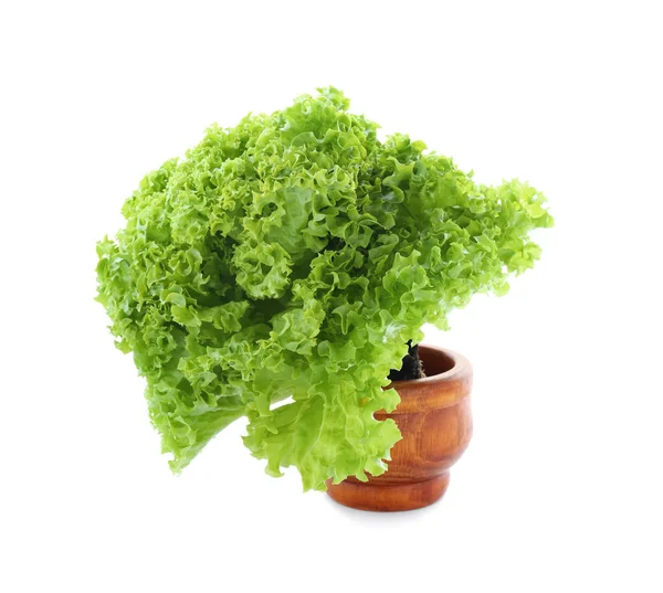 Pot Fehér Alapon Zöld Saláta — Stock Fotó