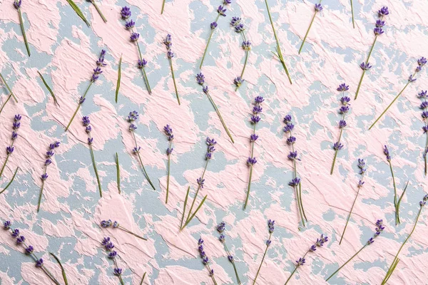 Beautiful Lavender Color Background — Stock Photo, Image