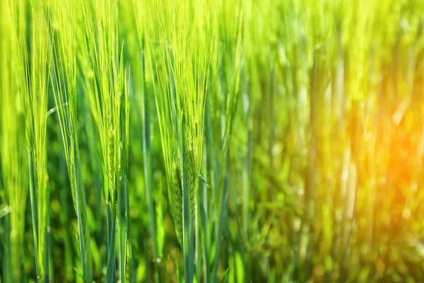 Wheat Green Spikelets Field Sunny Day — Stock Photo, Image