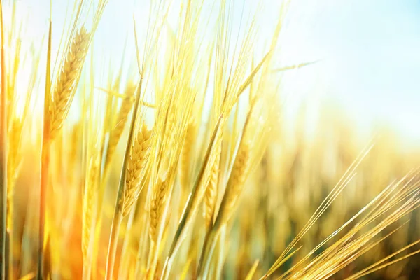 Wheat Green Spikelets Field Sunny Day — Stock Photo, Image