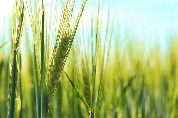 Napos Mező Zöld Búza Spikelets — Stock Fotó