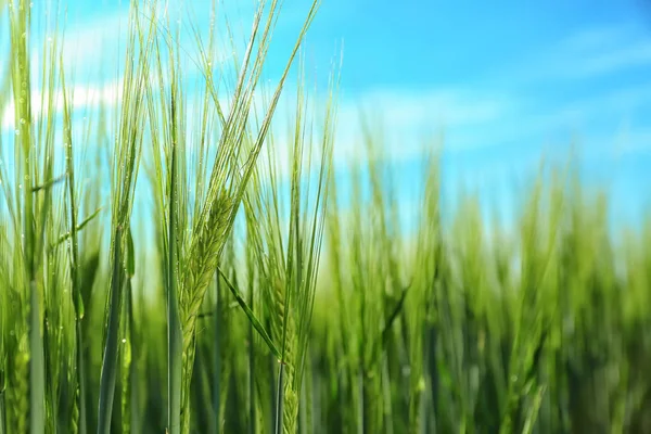 Wheat Green Spikelets Field Sunny Day — Stock Photo, Image