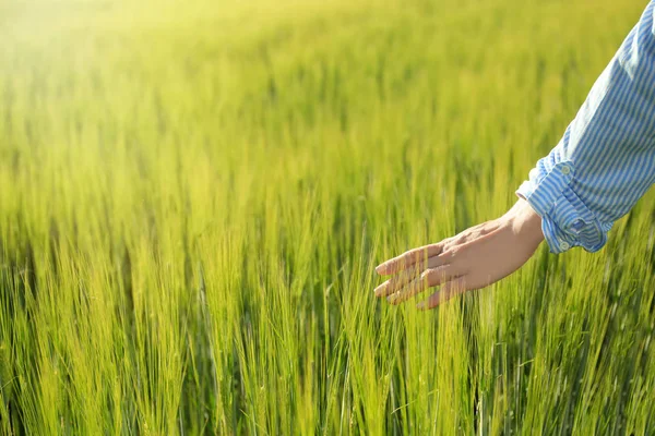 Woman Touching Wheat Spikelets Green Field — Stock Photo, Image