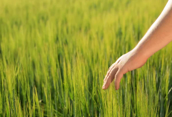 Man Touching Wheat Spikelets Green Field — Stock Photo, Image