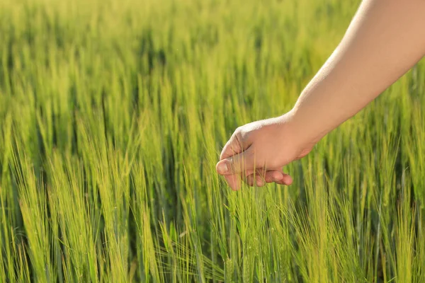 Man Touching Wheat Spikelets Green Field — Stock Photo, Image