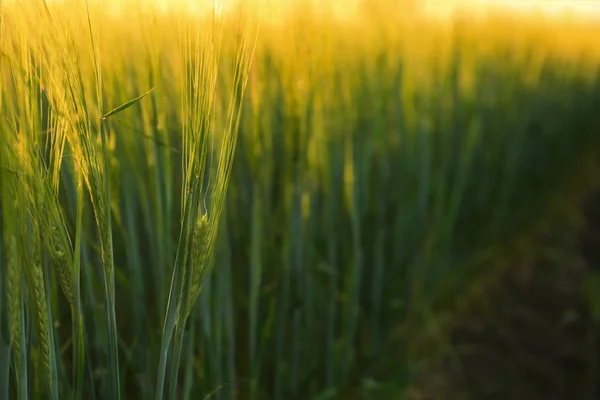 Napos Mező Zöld Búza Spikelets — Stock Fotó