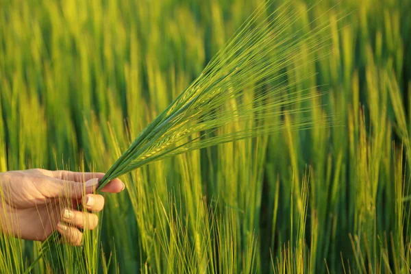 Woman Holding Wheat Spikelets Green Field — Stock Photo, Image