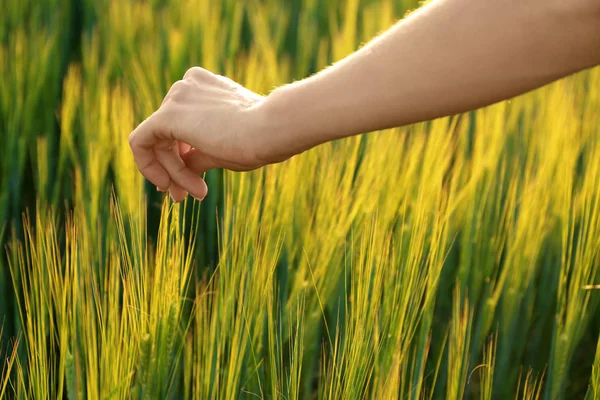 Woman Touching Wheat Spikelets Green Field — Stock Photo, Image