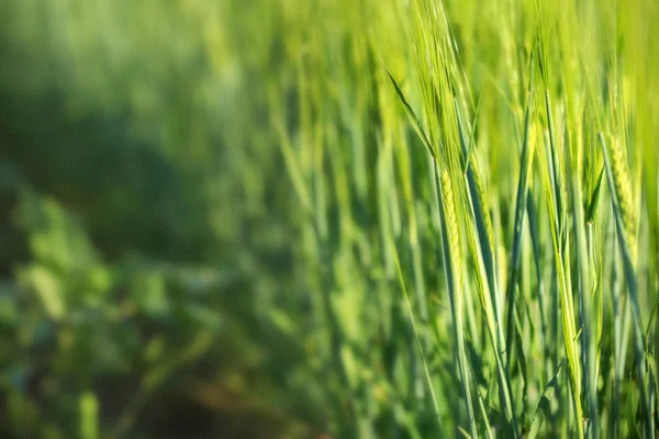 Wheat Green Spikelets Field Sunny Day — Stock Photo, Image