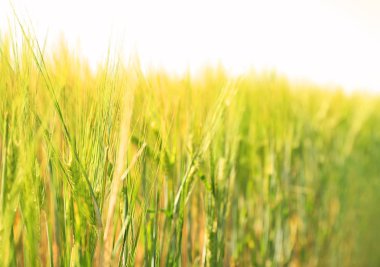 Buğday yeşil spikelets güneşli alanındaki