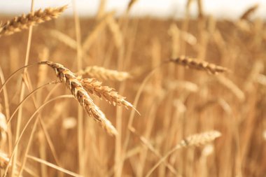 Buğday spikelets güneşli alanındaki