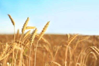 Buğday spikelets güneşli alanındaki