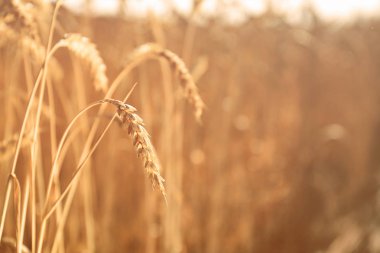 Buğday spikelet güneşli alanındaki