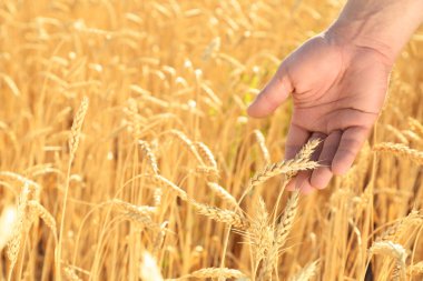 Buğday spikelets alanındaki güneşli günde dokunmadan adam