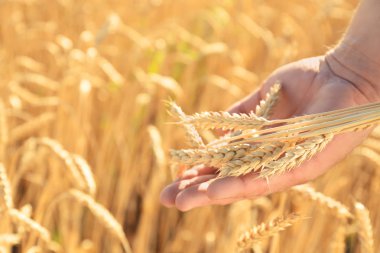 Buğday spikelets alanında güneşli günde tutan adam