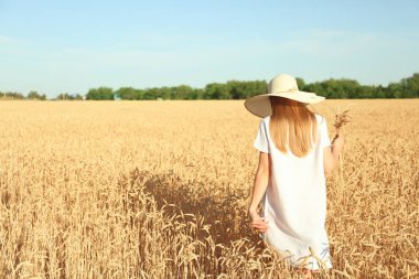 Buğday spikelets alanında güneşli güzel bir kadınla