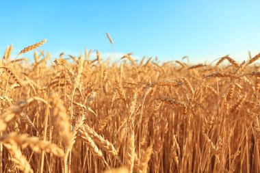 Buğday spikelets güneşli alanındaki