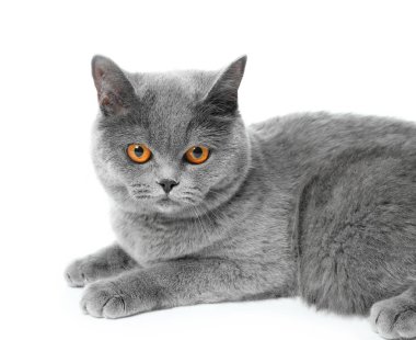 Beyaz arka plan üzerinde sevimli Britanya ile ilgili stenografi kedi