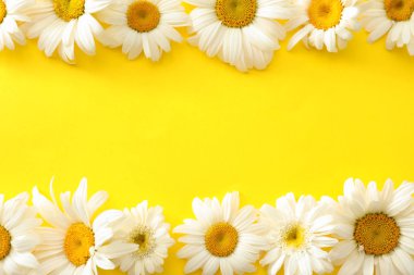 Renkli arkaplanda güzel papatya çiçekleri