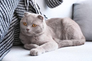 Şirin kedi kanepede kapalı dinlenme