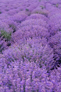 Yaz gününde güzel lavanta tarlası