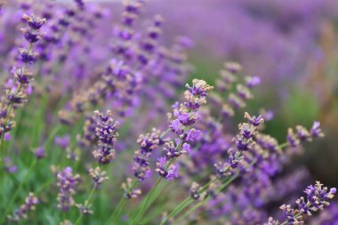 Yaz günü açan güzel lavanta