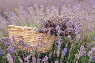 Hasır sepet lavanta alanında yaz gününde