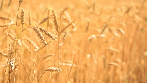 Búza Spikelets Mezőben Napsütéses Napon — Stock Fotó