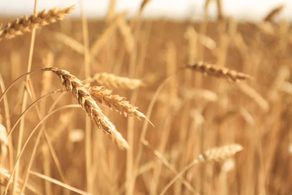 Tarwe Spikelets Veld Zonnige Dag — Stockfoto