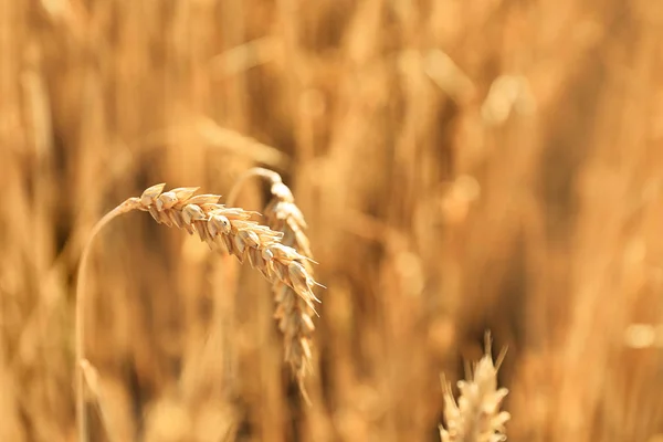 Tarwe Spikelet Veld Zonnige Dag — Stockfoto