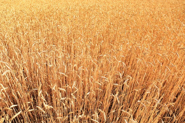 Пшеничні Колоски Полі Сонячний День — стокове фото