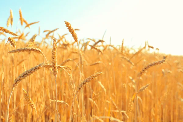 Wheat Spikelets Field Sunny Day — Stock Photo, Image