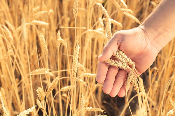 Man Touching Wheat Spikelets Field Sunny Day — Stock Photo, Image