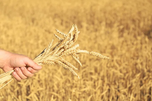 Man Holding Wheat Spikelets Field Sunny Day — Stock Photo, Image